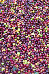 Red bean Coffee beans