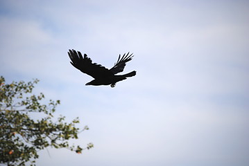Corbeau