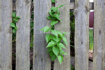 Green bush growing through the wooden fence