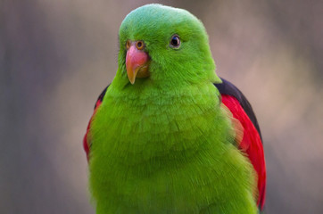 Fototapeta na wymiar red winged parrot