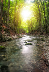River in mountain forest. Composition of nature