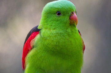 red winged parrot