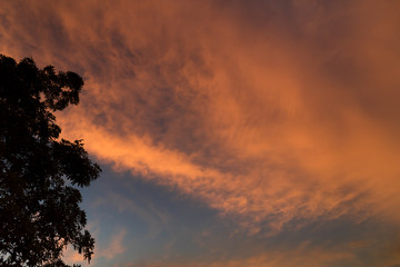 Tree silhouette with dramatic sunset