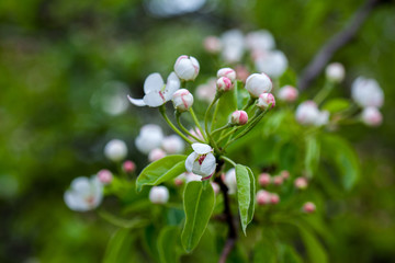 White with pink flowers of the cherry blossoms on a spring day in the park