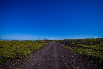 Rocky road inside of the Rangitoto island in Auckland, in a sunny day with a beautiful blue sky