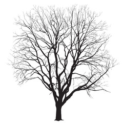 Obraz premium Silhouette of a big tree in the winter