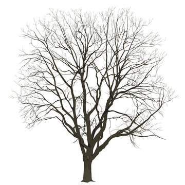 Big tree in the winter on a white background
