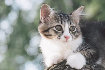Close up a cat face on the tree.