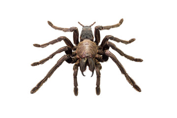 Spider isolated