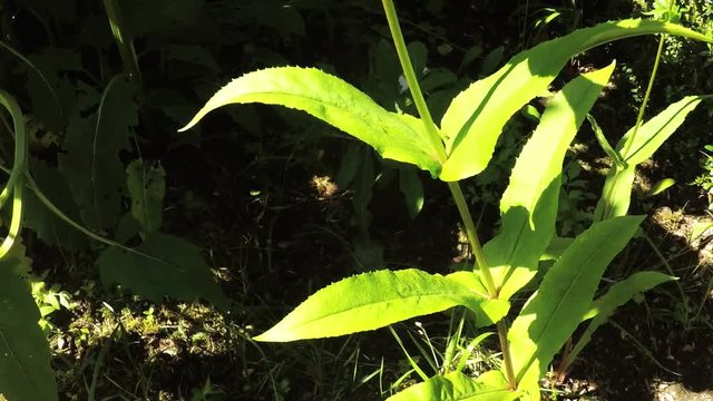 R&ouml;hrenf&ouml;rmiger Bartfaden, Penstemon digitlis,
Heilpflanze der amerikanischen Ureinwohner
