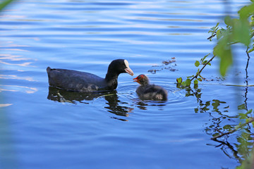 Eurasian Coot (Fulica atra) with a newborn chick
