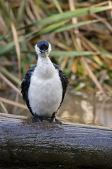 pied cormorant