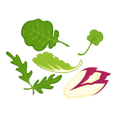 Healthy organic salad leaves cartoon isolated illusrations set