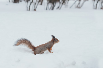 Obraz premium Ecureuil dans la foret enneigé en hiver