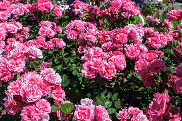 Bush of roses on bright summer day