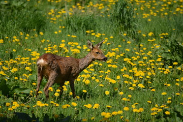Rehkitz in einer Löwenzahnwiese