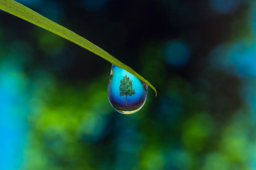 A tree reflected within a drop hanging from a grass wire. The blurred background is green and blue. 