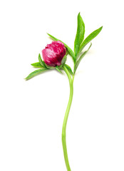 Beautiful peony flower on white background