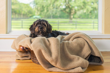 Small Black Shih Tzu mix breed dog canine lying down on dog bed basket blanket in front of window while patient waiting watching alone sick bored lonely comfortable at home - 159476926