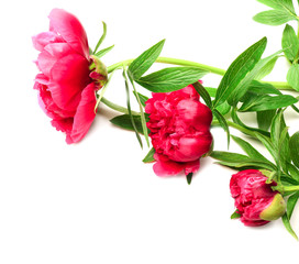 Beautiful pink peony flowers on white background