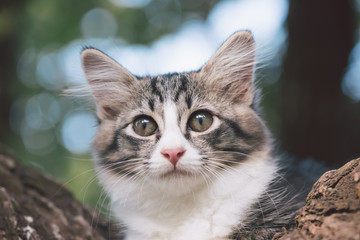 Close up a cat laying on the tree.