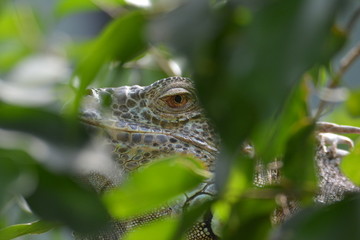 leguan