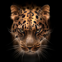 far eastern leopard face isolated on black