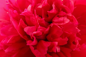Beautiful peony flower as background