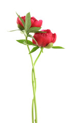 Obraz premium Beautiful peony flowers on white background