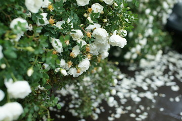 White rose in the rain