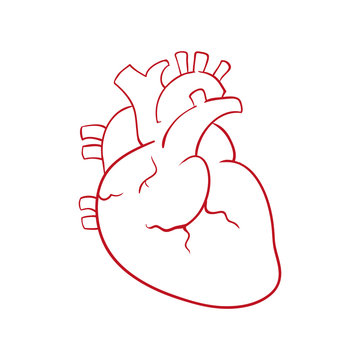 Human heart draw icon vector illustration graphic design