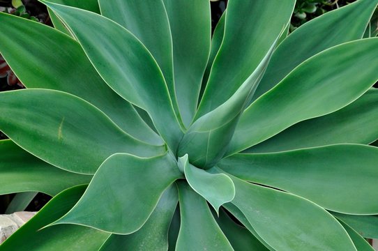 Agave