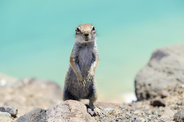 Nice chipmunk on the island of Fuerteventura in Spain.