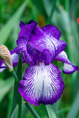 Iris blooms