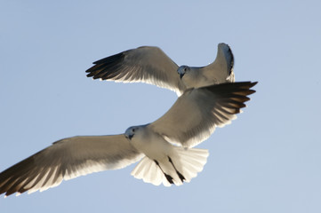 Obraz premium flying seagulls blue skies