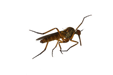 Mosquito on a white background