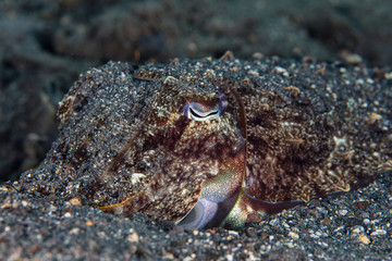 Cuttlefish Camouflaged in Sand