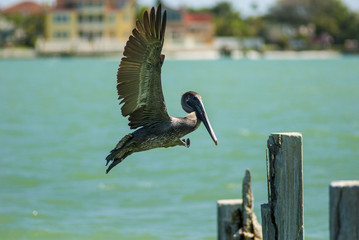 flying to land pelican