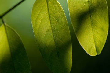 Leaf veins,beautiful green leaf with veins.