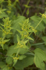  Cruciata laevipes