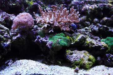 sea aquarium background