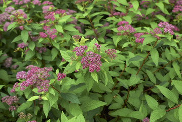 Spiraea japonica