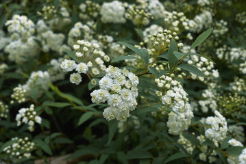 Spiraea cantoniensis lanceata 