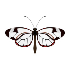 Beautiful Butterfly silhouette icon vector illustration graphic design