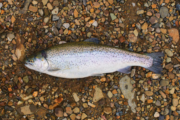 Freshly caught trout fish on the ground