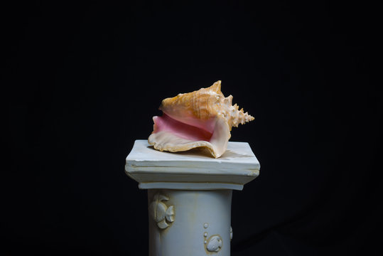 conch shell black background 
