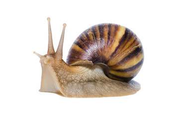 Close up of Snail isolated on white