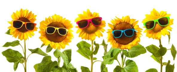 Rolgordijnen Sunflowers with sunglasses © Alexander Raths