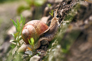 Traveling smail on its long wet way