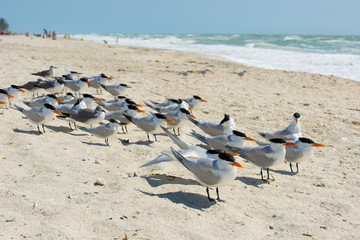 seagulls at the beach in the sand 